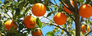 L'orange : vitamine C