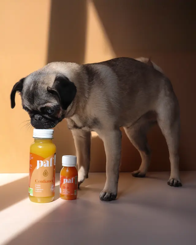 🌞🐶 Un samedi matin paisible avec Madeleine

À ses côtés, un duo qui donne le ton pour bien commencer le week-end : notre jus Confiance et le shot Élixir 🔥

→ Un rituel simple pour faire le plein d’énergie et soutenir l’organisme pour démarrer le week-end du bon pied ☀️

#jusdetox#bienetrenaturel#morningroutine#immunite#alimentationsaine#dog#carlin#chiot#gingershot